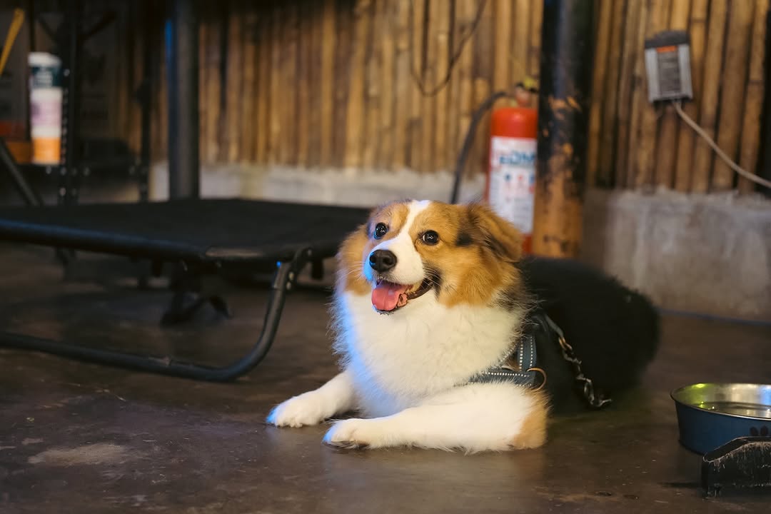 Pet-friendly at Kamp Lilim — a happy corgi at the kamp